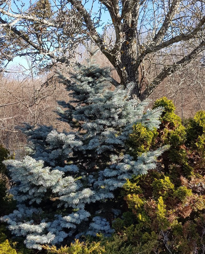 Arboreto Gines de los Rios景点图片