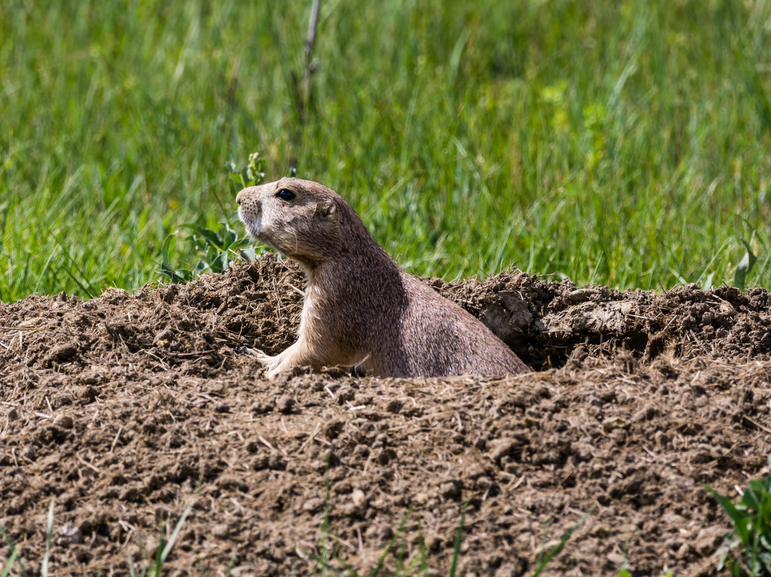 Buckhorn Trail-Theodore Roosevelt National Park必去景点