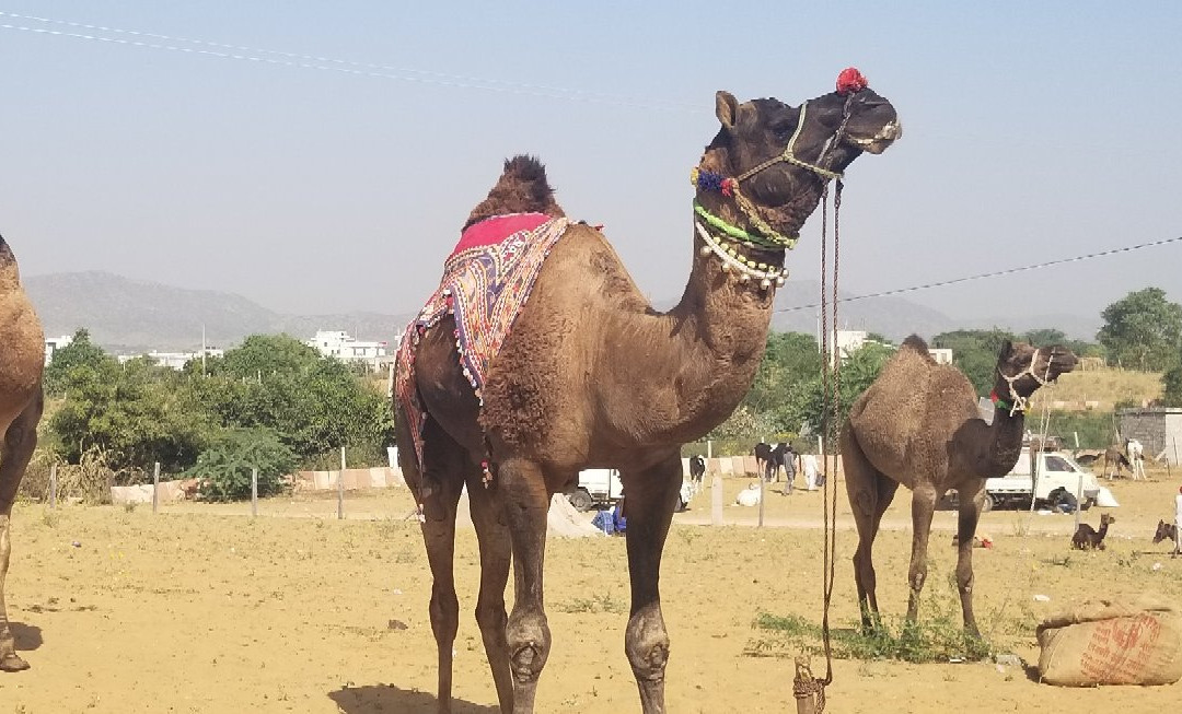Pushkar Camel Fair景点图片