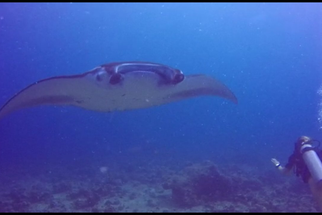 Atoll Scuba-Bodufolhudhoo必去景点