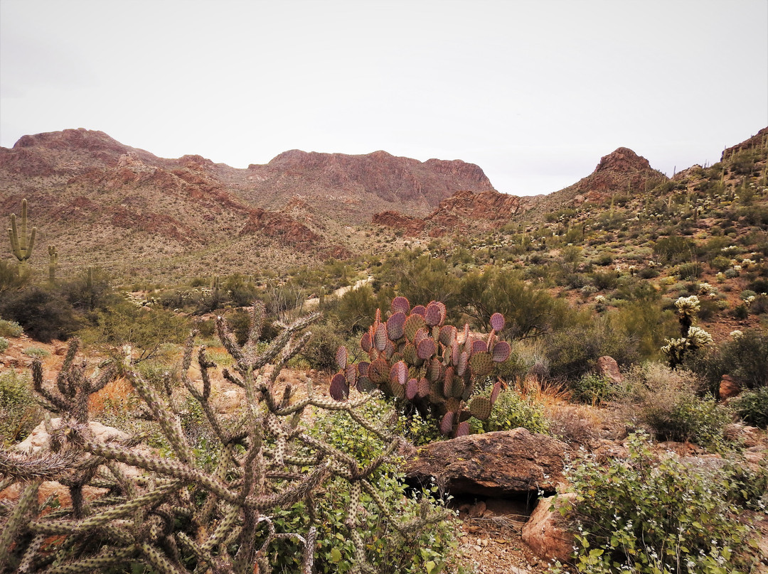 Tucson Mountain Park West景点图片