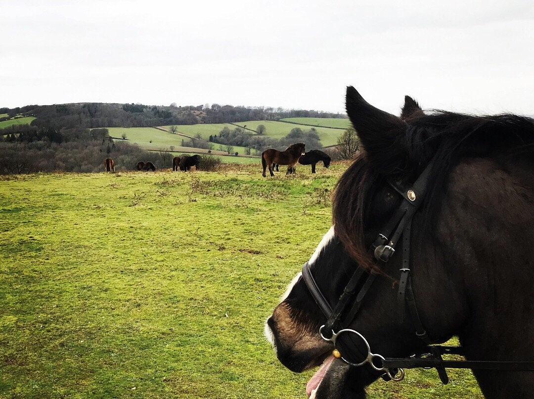 Quantock Trekking景点图片