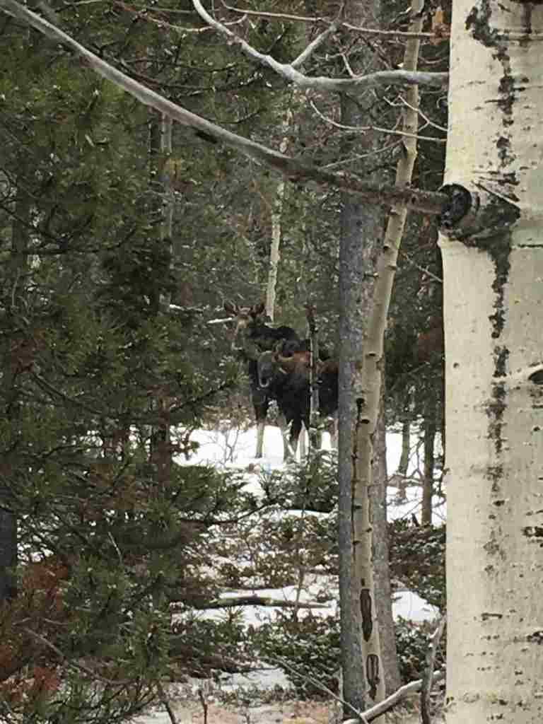 Shoshoni Yoga Retreat-官方