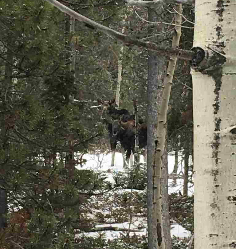 Shoshoni Yoga Retreat主图