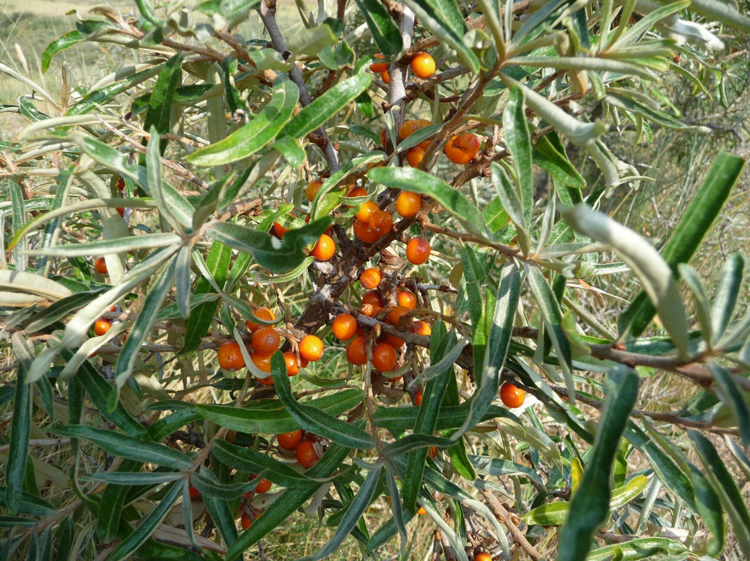 Borkums Naturschutzgebiet Greune Stee-Borkum必去景点