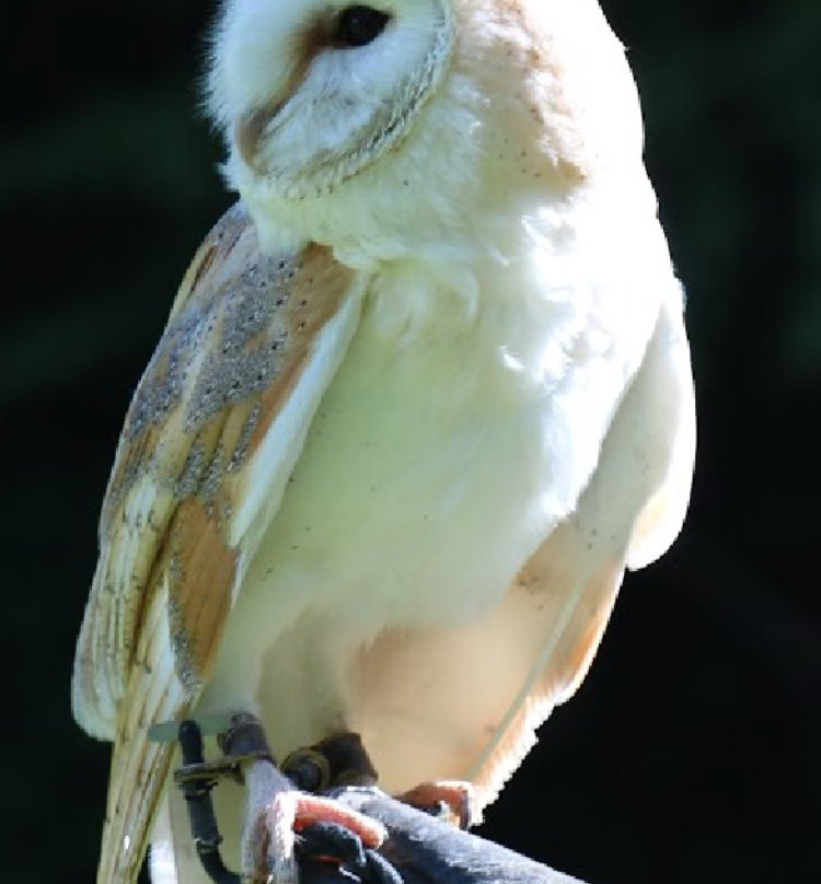 East Coast Falconry-County Wicklow必去景点