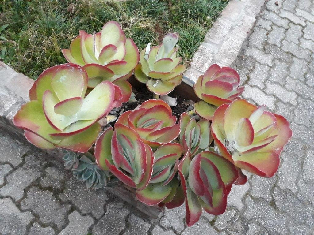 ArendsRus Country Lodge主图