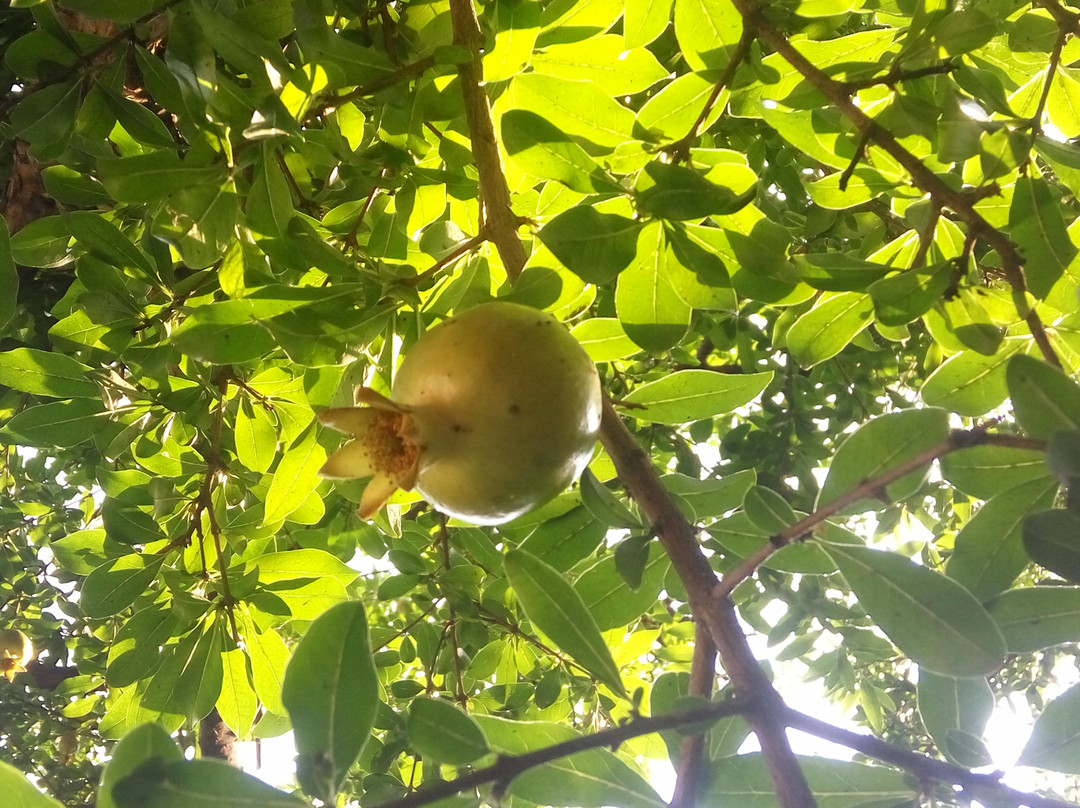 十笏园-潍坊市必去景点