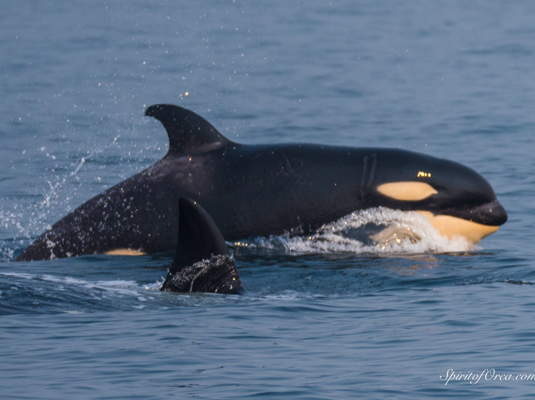 Spirit of Orca Whale Watching & Wildlife Tours景点图片