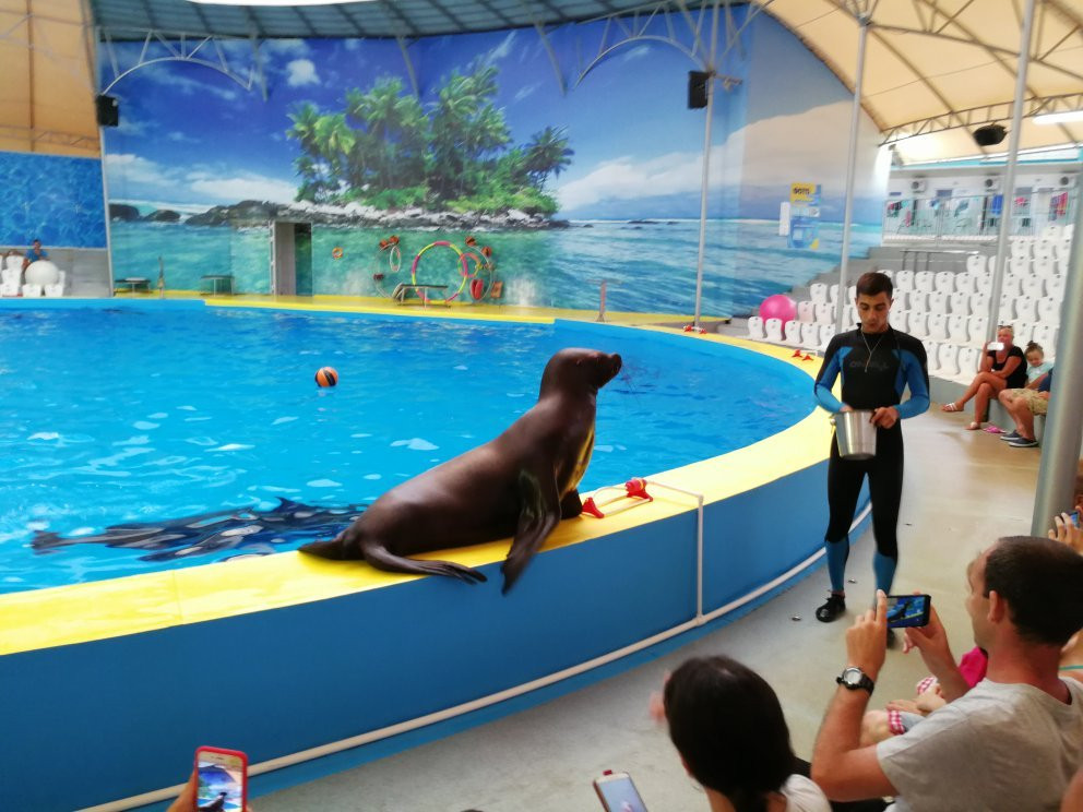 Dolphinarium景点图片