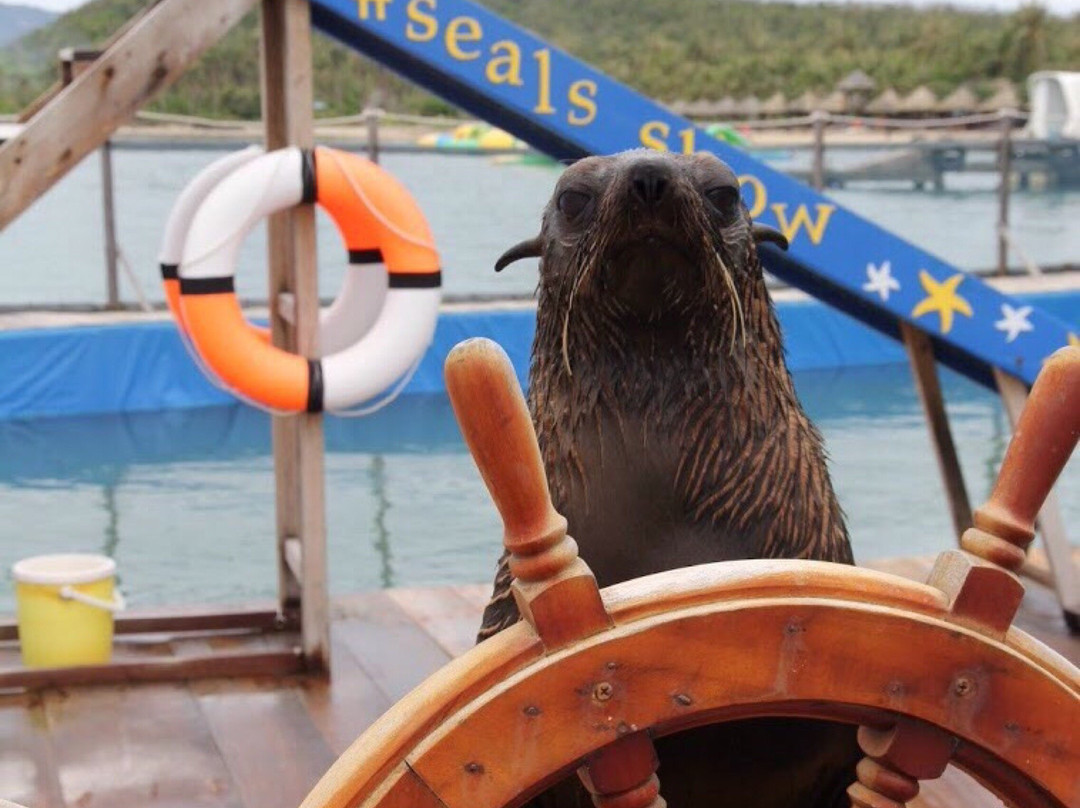 Seals Show-芽庄必去景点