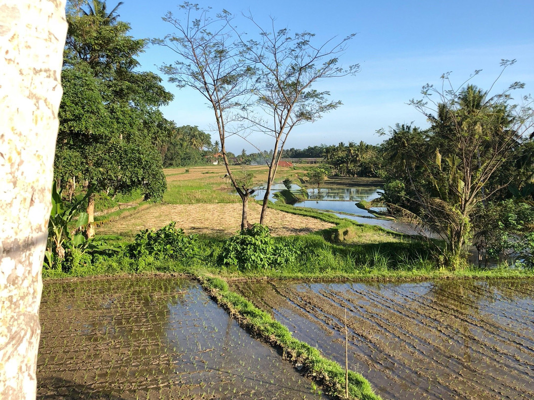 Kampung Kopi Kemenuh-Kemenuh必去景点