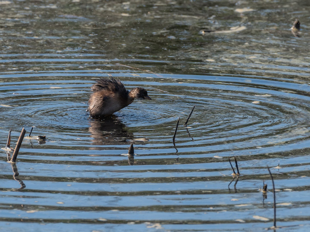 Etang de Tanchiccia-Serra-di-Ferro必去景点