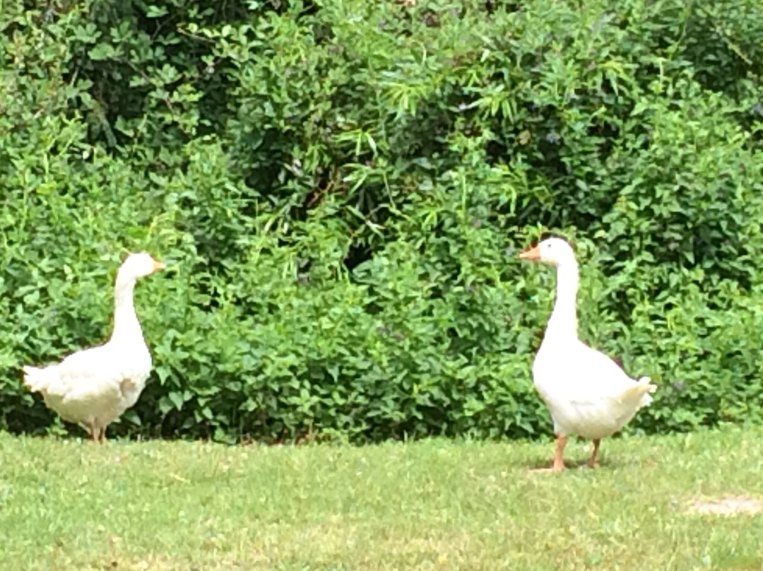 Chambres d'Hotes VILLEPALAY主图