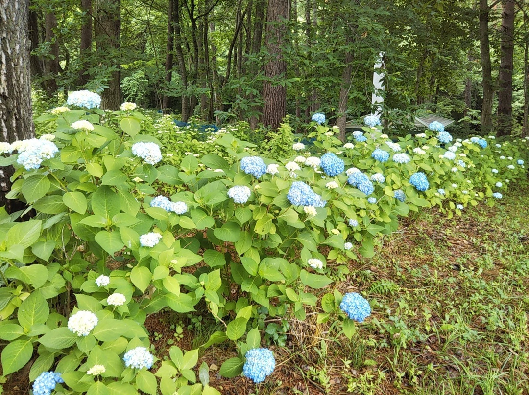 Yukiyagawa Dam Forest Park Karumai景点图片