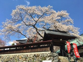Kichijouji Temple景点图片