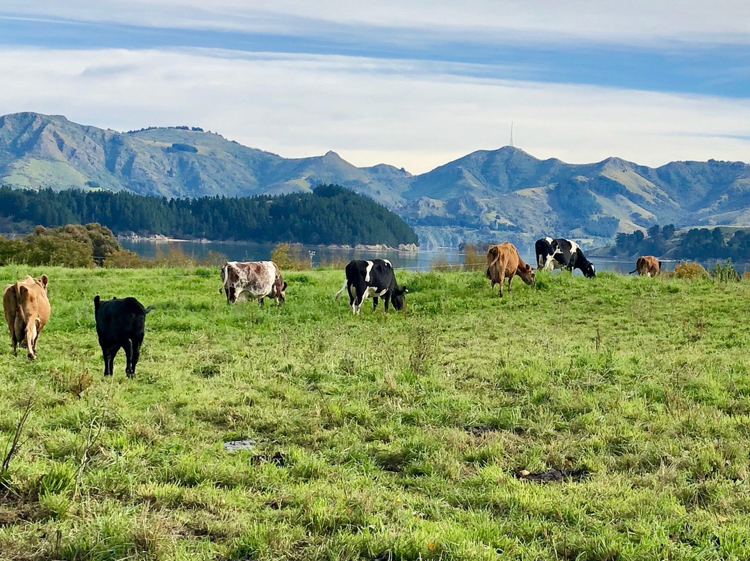 Orton Bradley Park-南岛必去景点