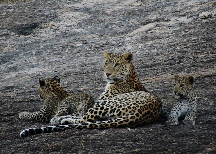 Jawai Safari's景点图片