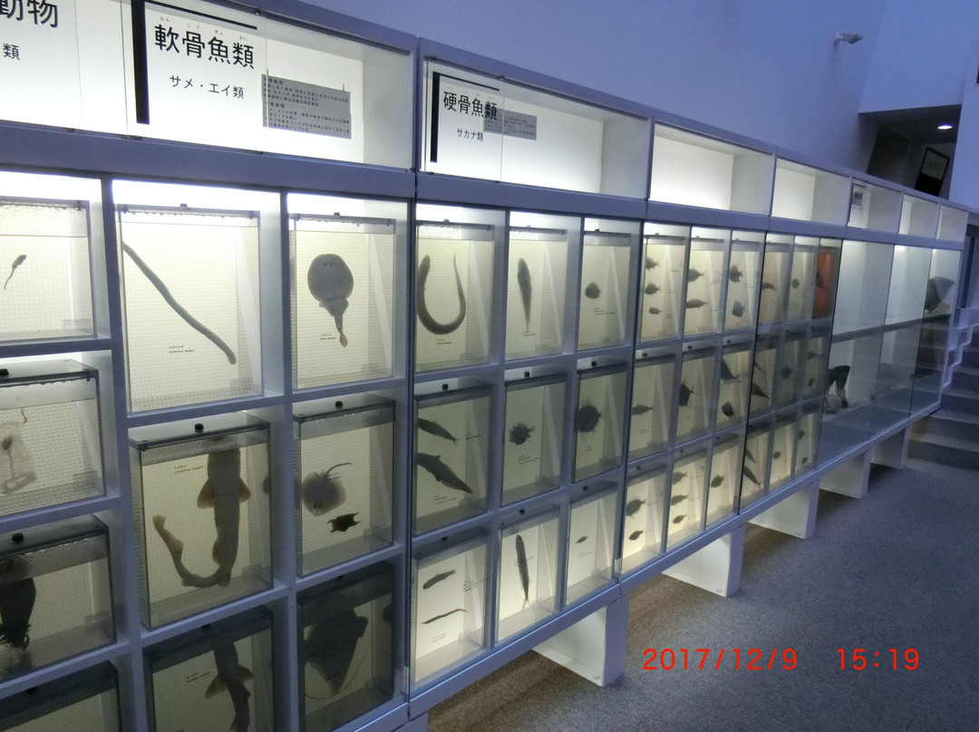 Oarai Ocean Museum景点图片