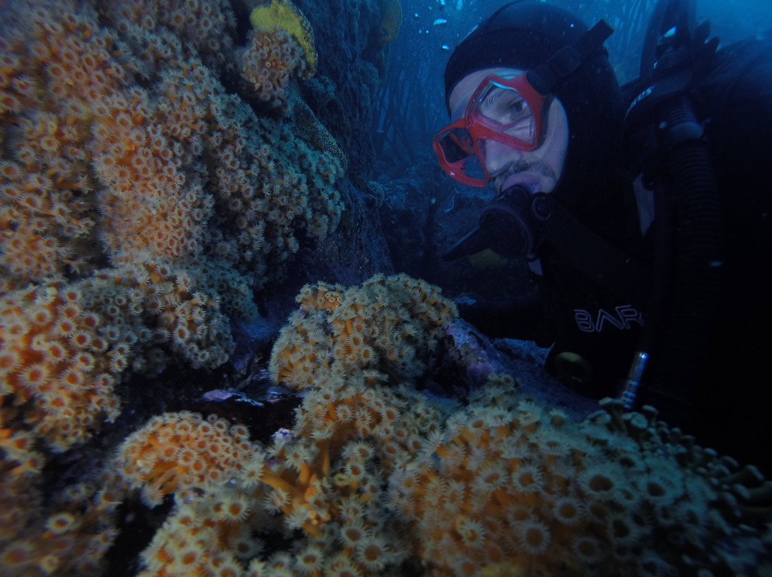 ODC Buceo-Pichidangui必去景点