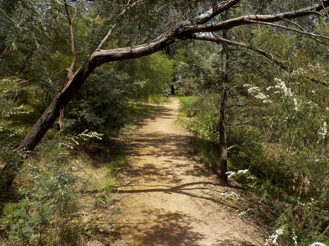Cootamundra Walk景点图片