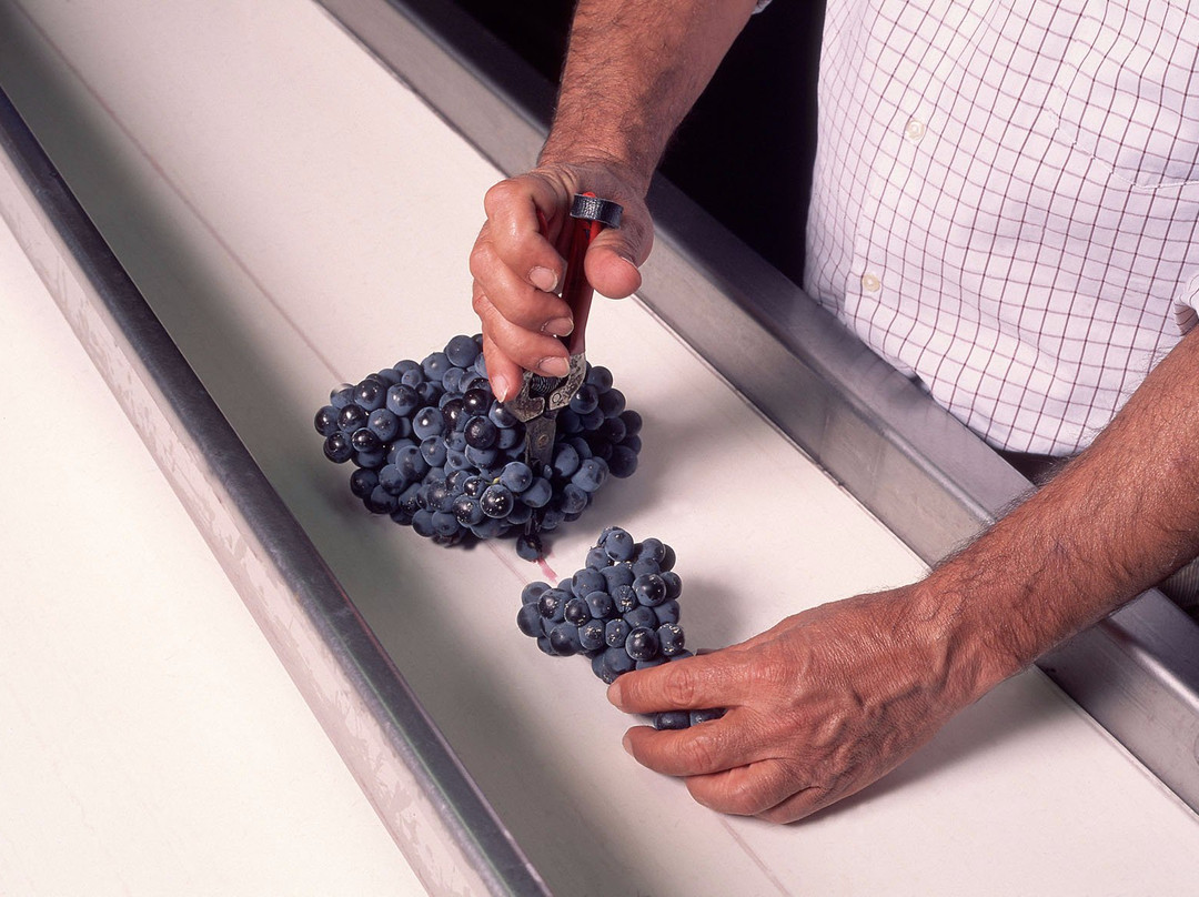 Bodegas Remirez de Ganuza景点图片