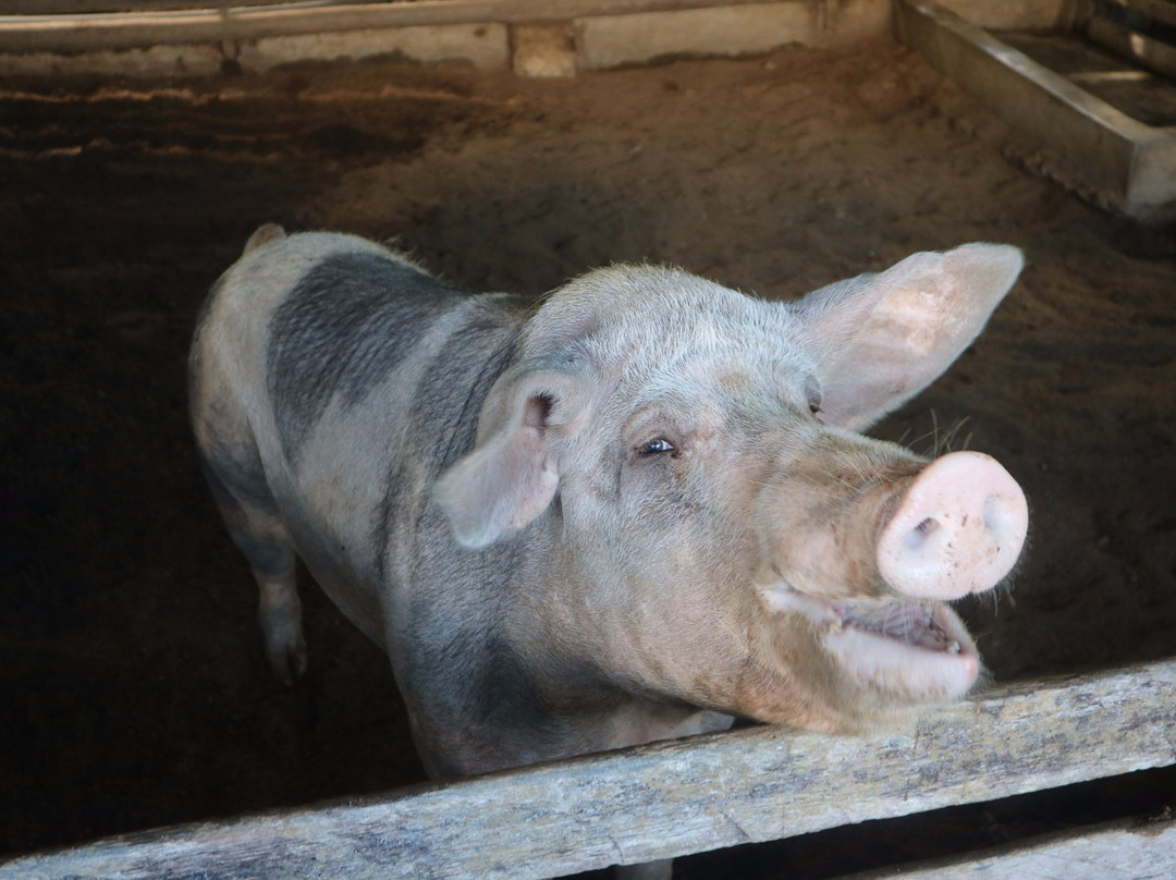 Maribojoc Organic Demonstration Farm-Maribojoc必去景点