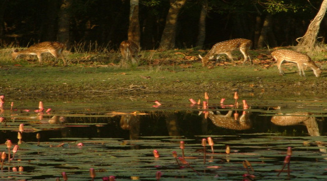 孙德尔本斯国家公园-西孟加拉邦必去景点
