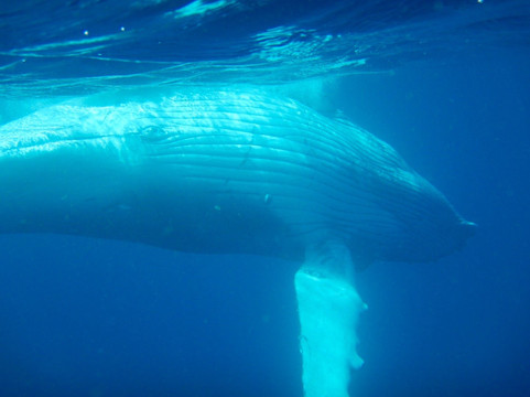 Swimming with Whales at Sandy Beach Resort-Foa Island必去景点