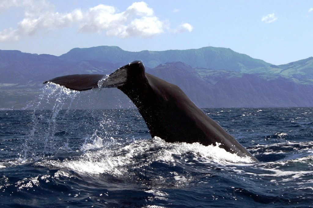 Azores Whale Watching TERRA AZUL-Vila Franca do Campo必去景点