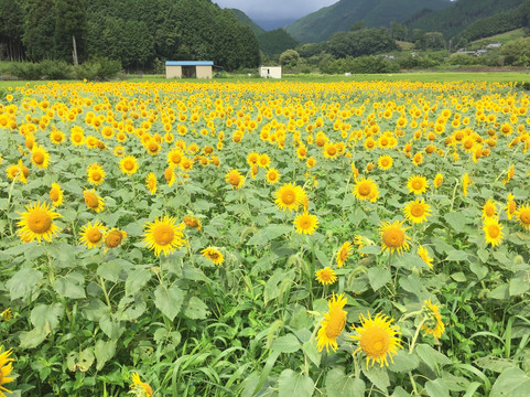 Mafuji no Sato