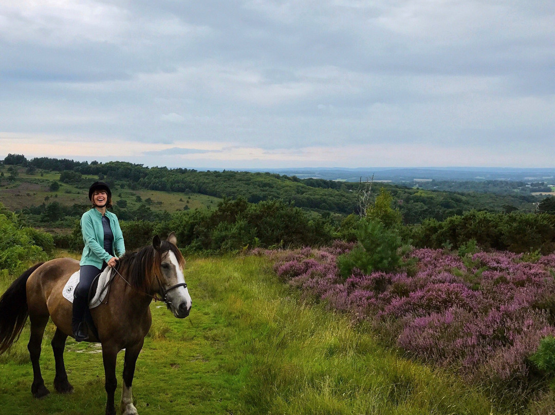 Ashdown Forest Riding Centre景点图片