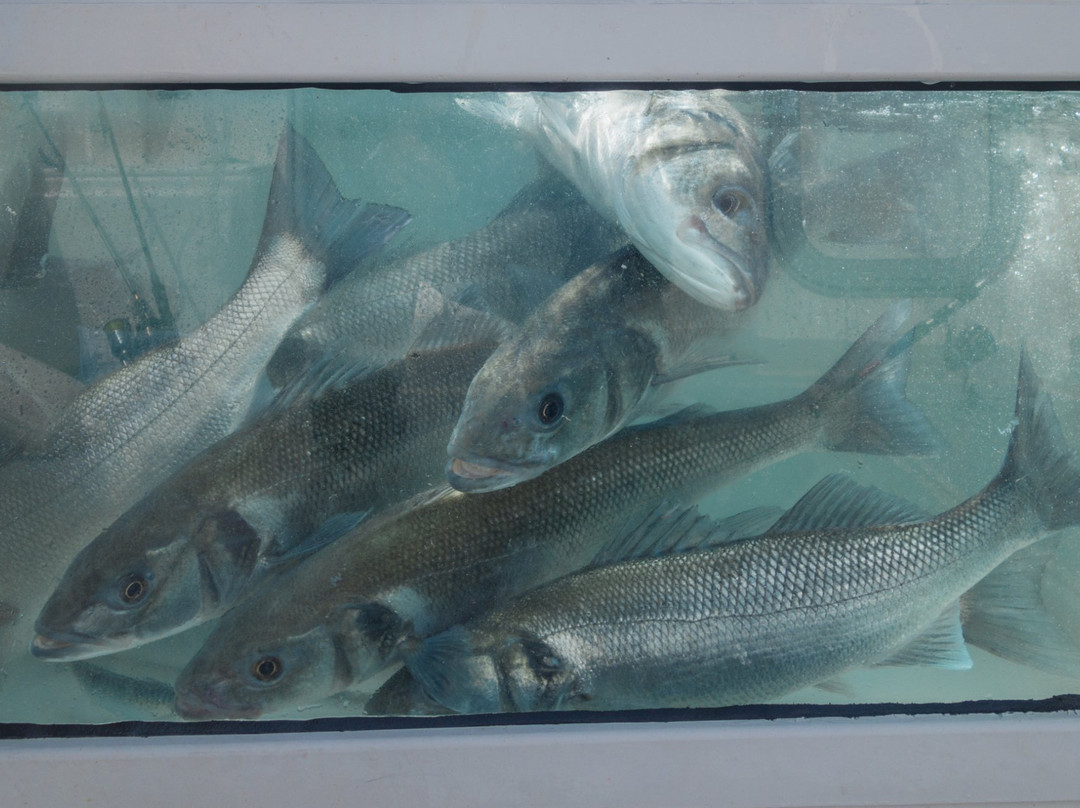 Arnaud de Wildenberg - Fishing Guide-Le Palais必去景点