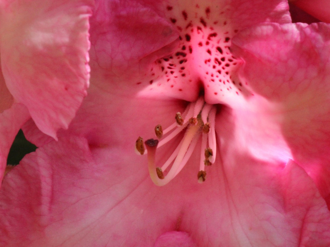 The Glades,  457 172 St, Surrey, Bc V3s 9p8-素里必去景点