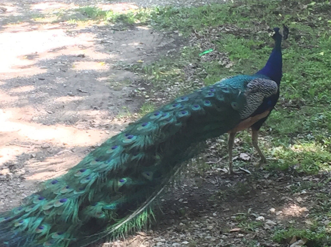 Zoo Of Acadiana景点图片