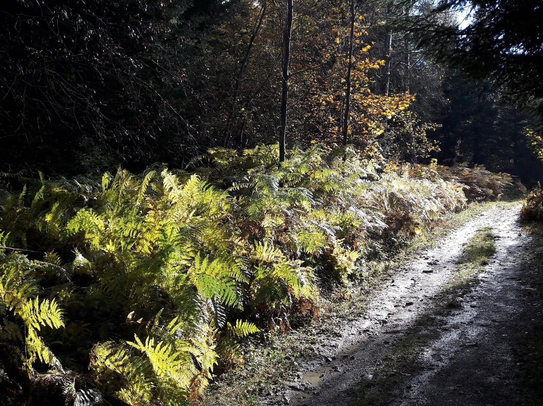 Le Chemin des Fontaines des Bois du Jorat-洛桑必去景点