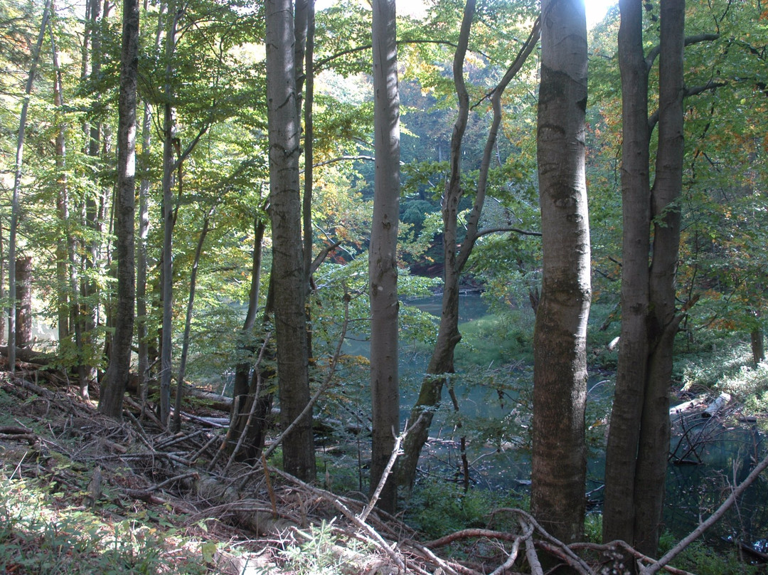 Nature reserve "Zwiezlo"景点图片