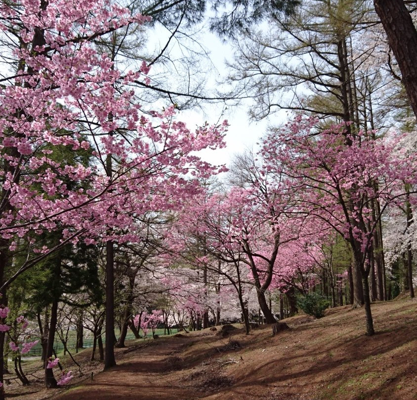Kyozukayama Park景点图片