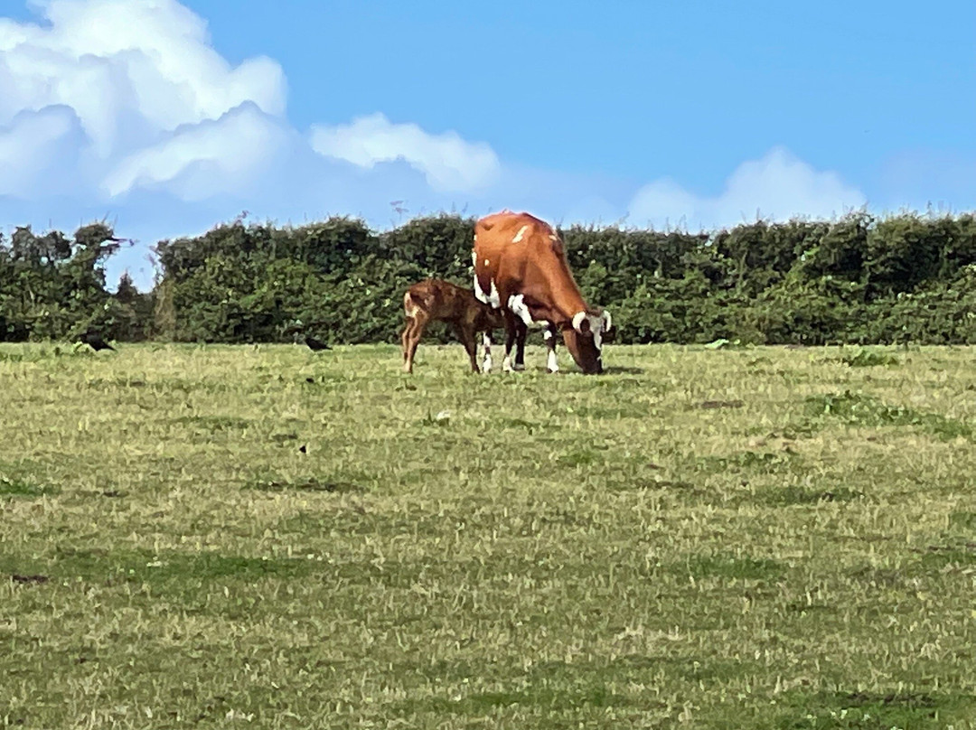 The Free Range Dairy