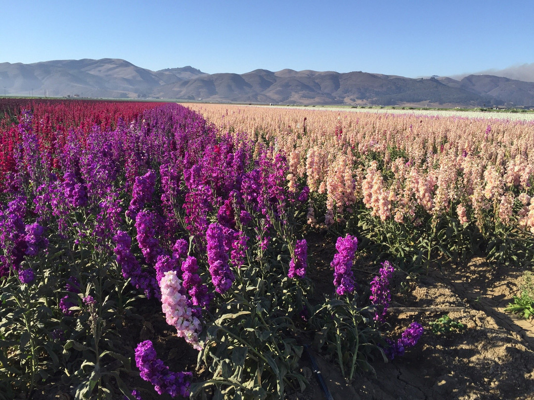 Lompoc Valley Historical Society-隆波克必去景点