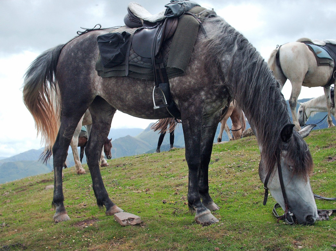 Ferme equestre Les Collines景点图片