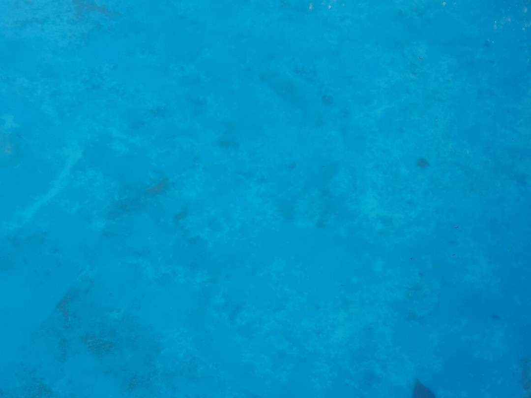 Classic Buggy Rentals主图