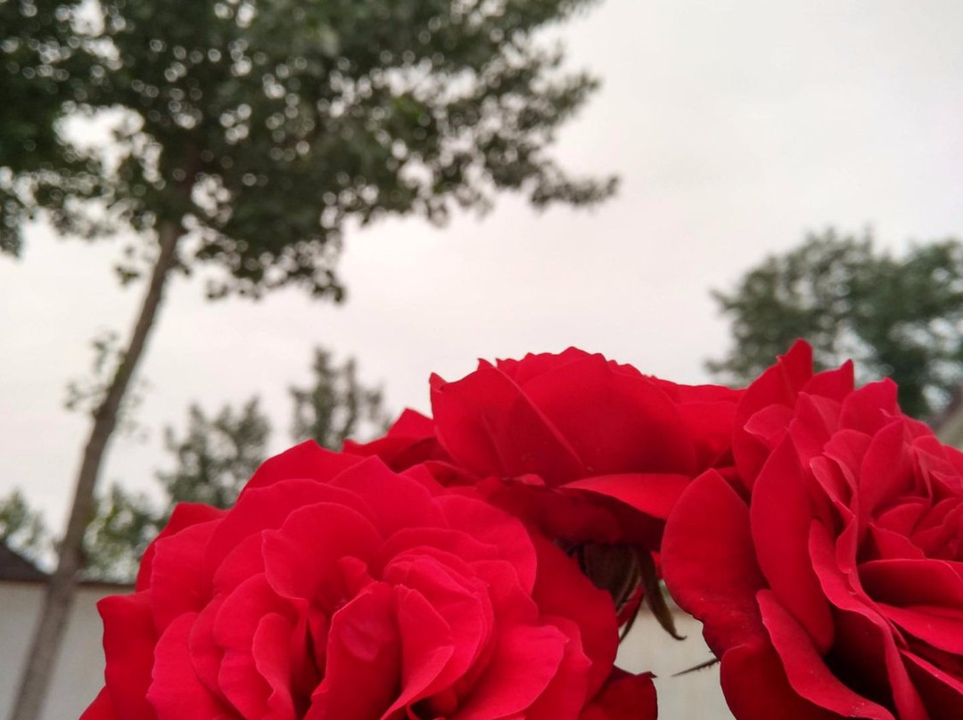 中国国花园-洛阳市必去景点