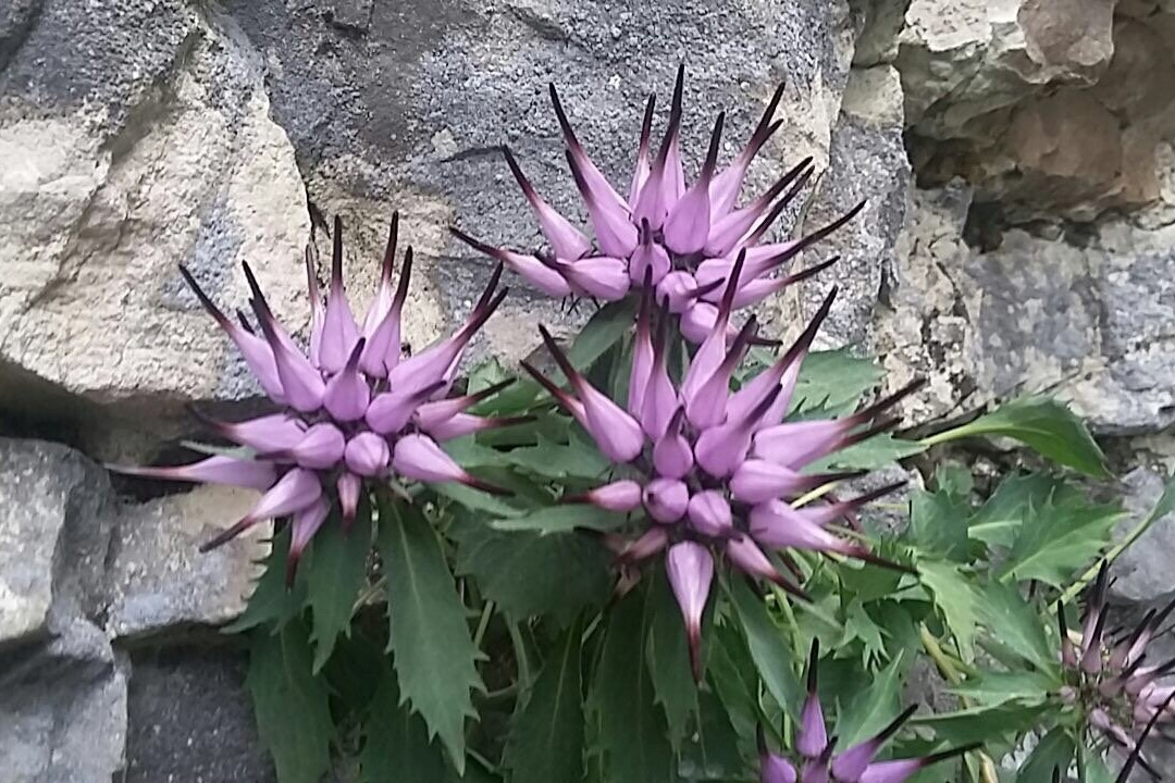 Ferrata della Memoria景点图片
