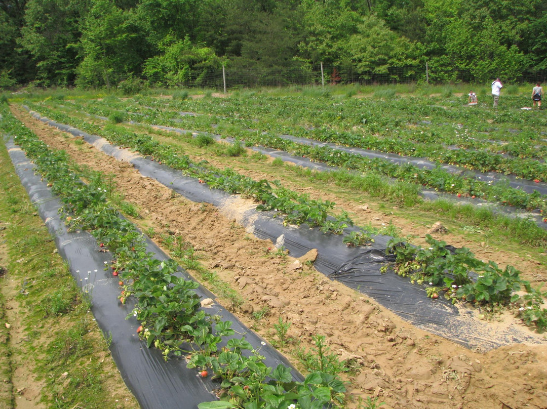 Miller Farms-Clinton必去景点