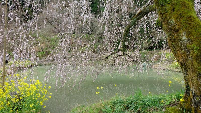 Aino no Hana-内子町必去景点