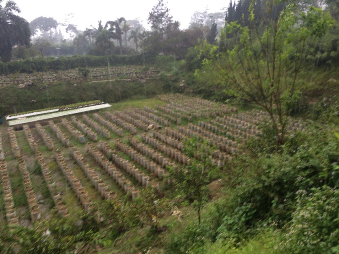 Puncak Berry Farm景点图片