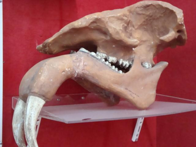 Natural History Museum景点图片
