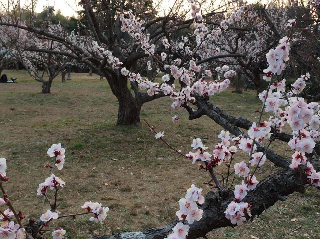 Hiokayama Park-加古川市必去景点