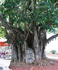 Plaza Palmer-Caguas必去景点